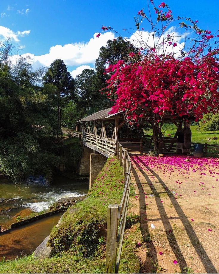 Ponte de madeira com buganvília florida sobre o rio