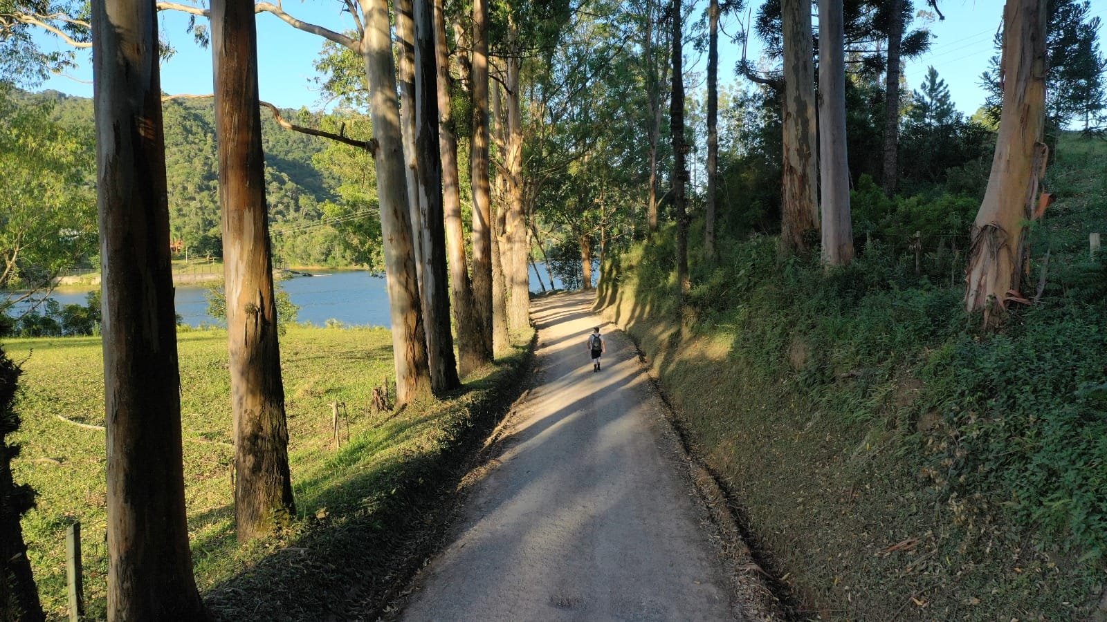 Estrada de terra entre eucaliptos às margens do lago